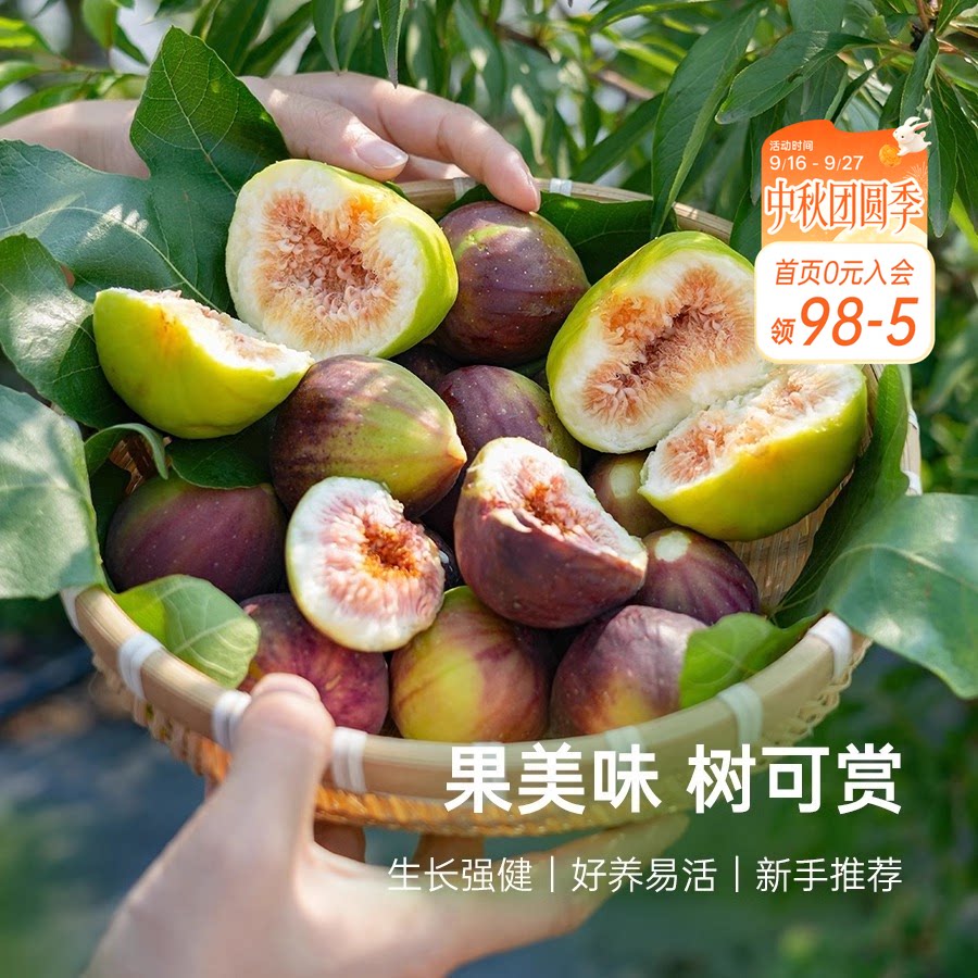 海蒂的花园无花果树果苗盆栽庭院家庭地栽水果树苗好种易养图片