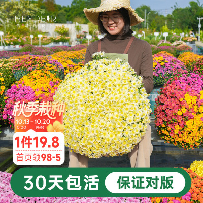 海蒂宿根草花球菊带花盆栽