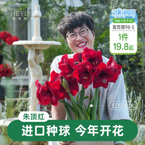 【小红书10万人种草】进口朱顶红