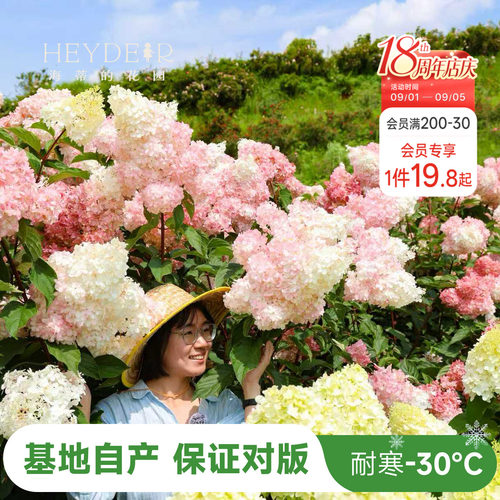 海蒂的花园圆锥绣球香草草莓石灰灯北方耐寒耐旱植物花卉盆栽海妈 - 封面