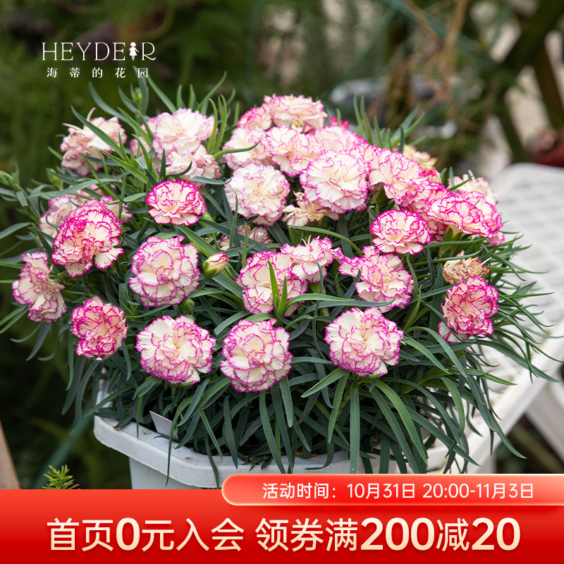 海蒂的花园康乃馨一见钟情初吻石竹送礼株型紧凑阳台植物花卉盆栽