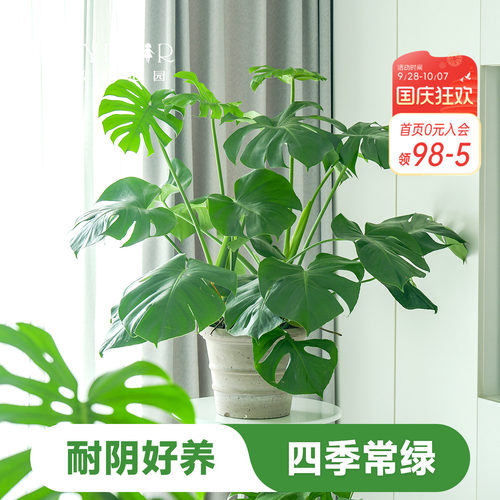 室内盆栽植物好养易活懒人观叶