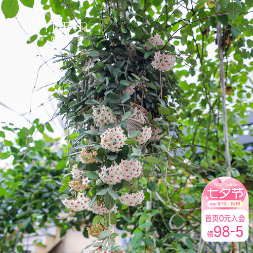 【小红书10万人种草】球兰好养