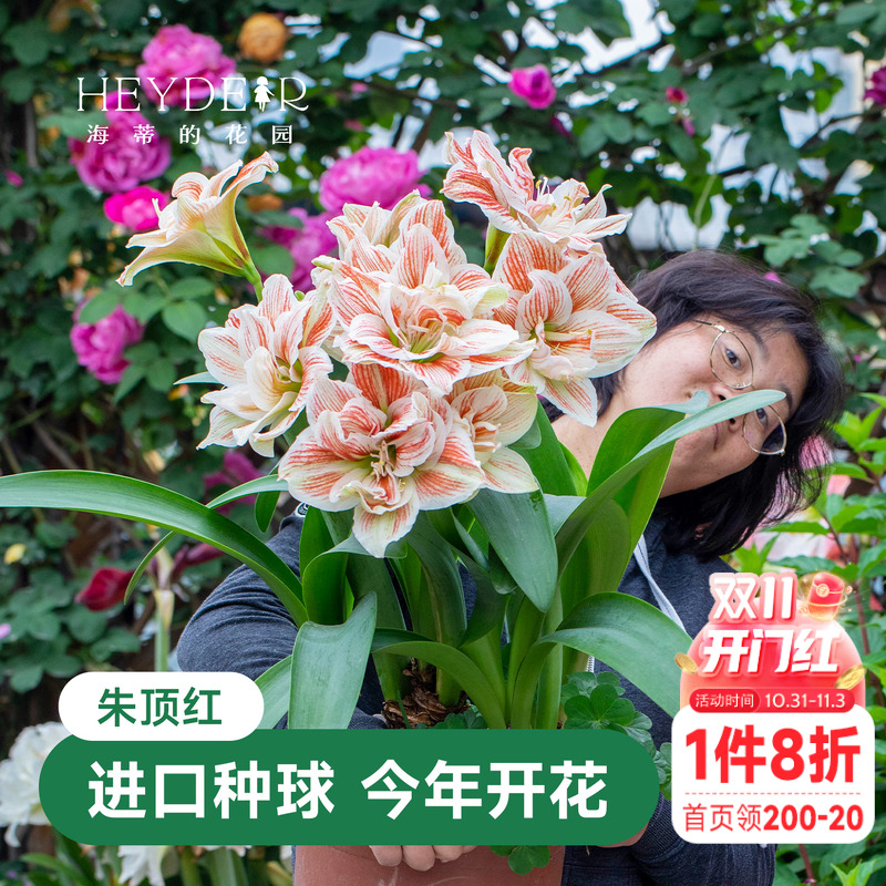 海蒂的花园朱顶红火焰黛丝种球