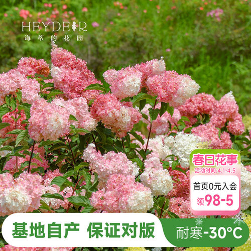 海蒂的花园北极熊耐寒花色多变