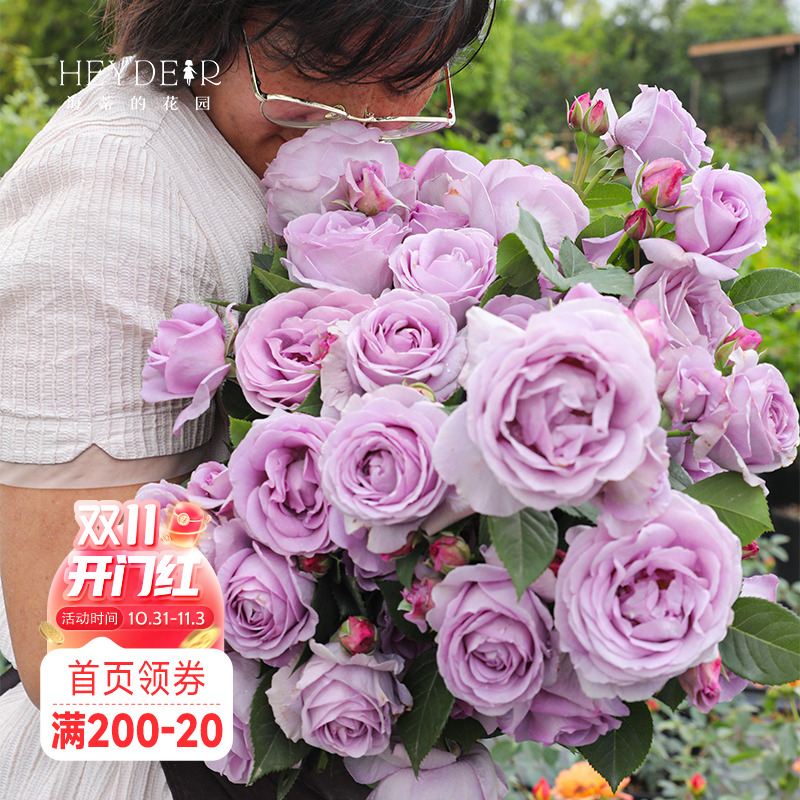 海蒂的花园蓝色风暴月季灌木花苗盆栽多季开花阳台庭院植物花卉