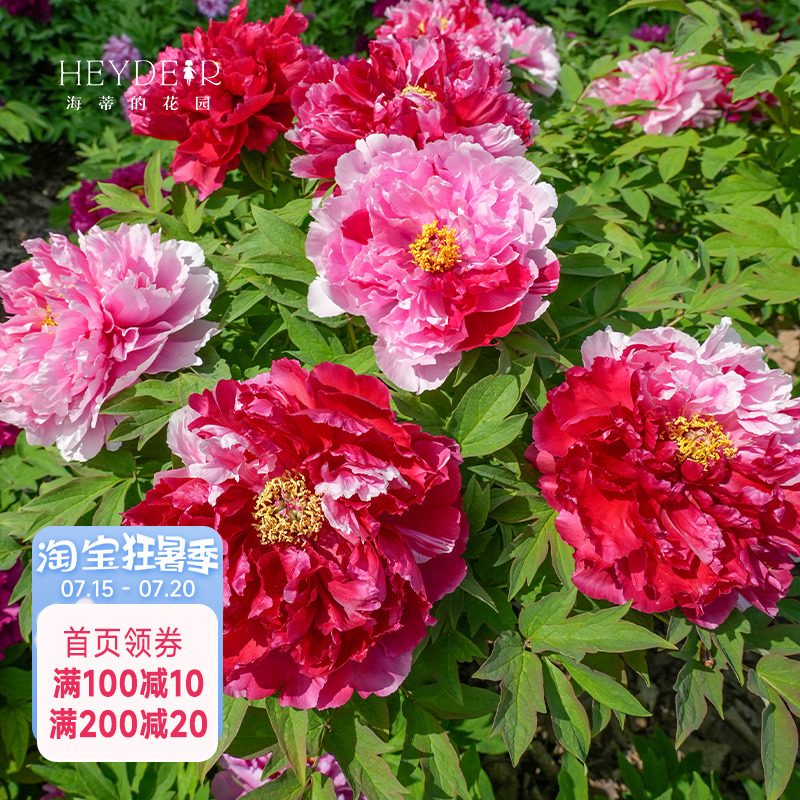 海蒂的花园成都总店牡丹花苗