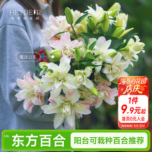 海蒂的花园成都总店香水东方百合种球进口球根盆栽阳台可栽种植物