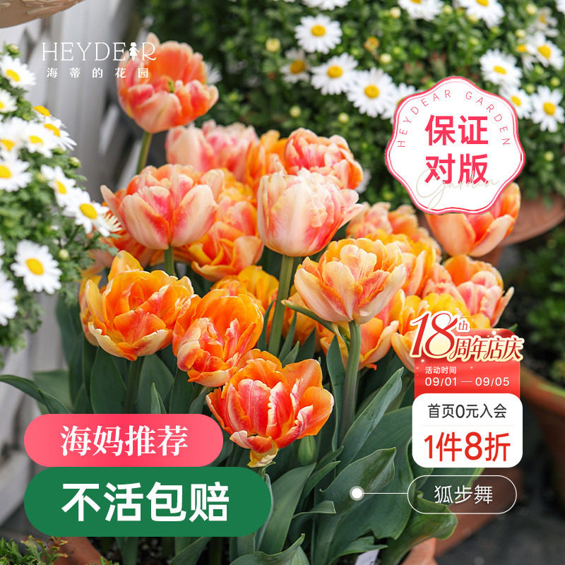 海蒂的花园郁金香种球狐步舞图片
