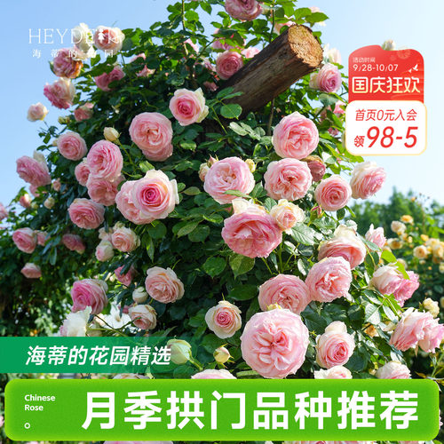海蒂的花园月季花苗爬藤拱门玫瑰庭院地栽蓝色阴雨粉色龙沙宝石