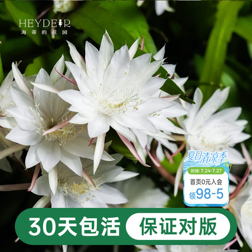 海蒂的花园昙花好养有香味花卉