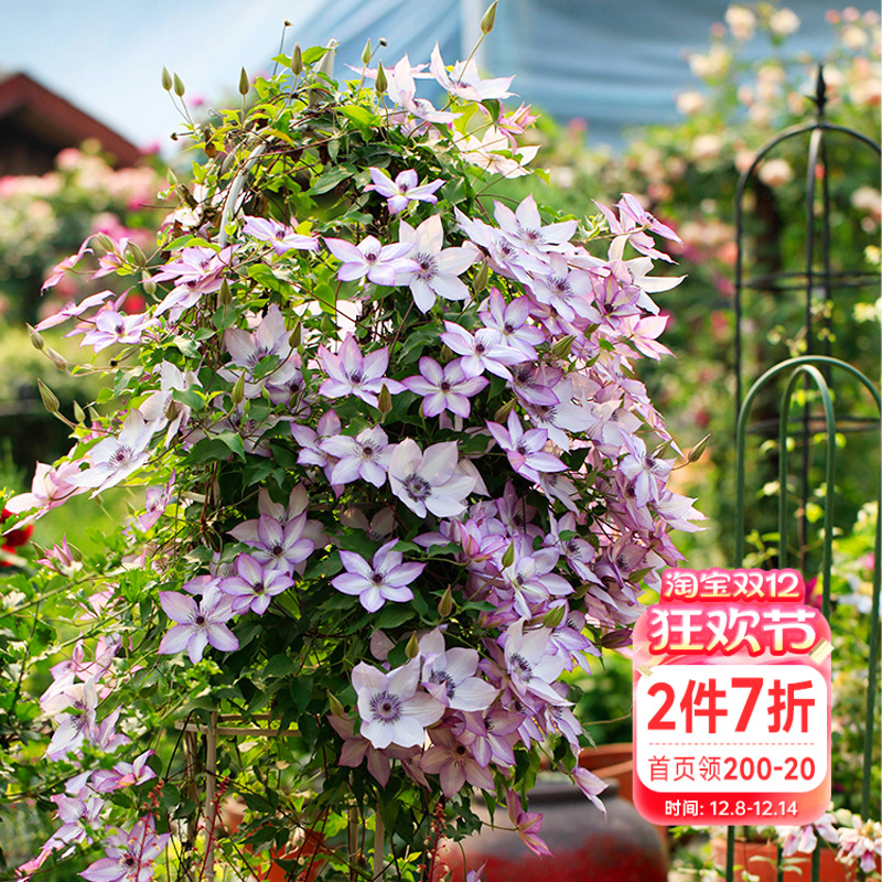 海蒂的花园铁线莲阳台爬藤乌托邦