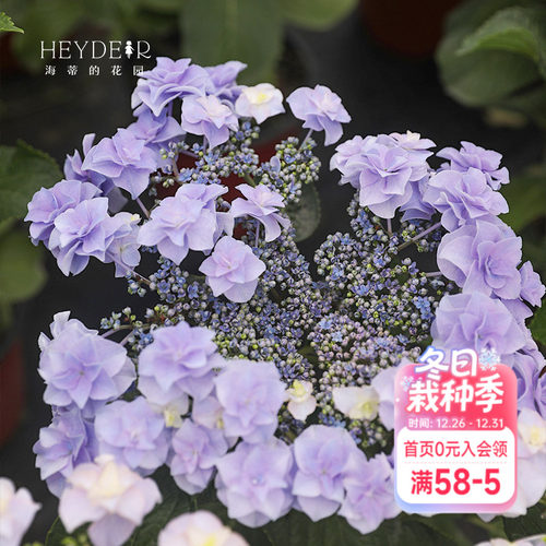 海蒂的花园头花重瓣绣球花卉盆栽