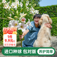 海蒂的花园秋百合种球重瓣进口球根香水庭院盆栽切花阳台植物海妈