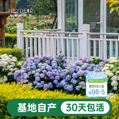 海蒂基地自产高品质绣球无尽夏