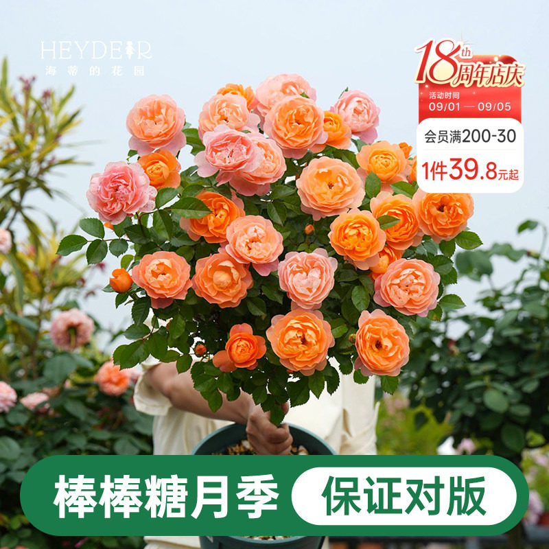 海蒂的花园棒棒糖月季花苗盆栽果汁阳台蓝色阴雨开花植物四季花卉图片