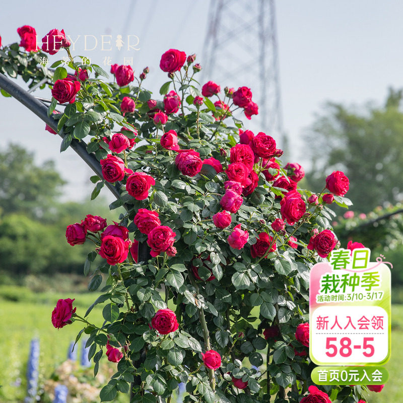 海蒂的花园红色龙沙宝石红龙爬藤经典欧月大花包子多头植物盆栽苗