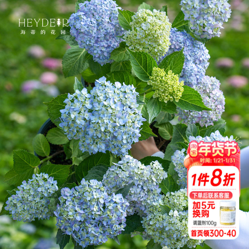 海蒂的花园绣球花苗三河千鸟大花绣球花园阳台庭院景观美化盆栽苗,鲜花速递/花卉仿真/绿植园艺,绣球/木绣球/木本植物,淘宝优惠券,粉丝福利购,淘宝优惠卷