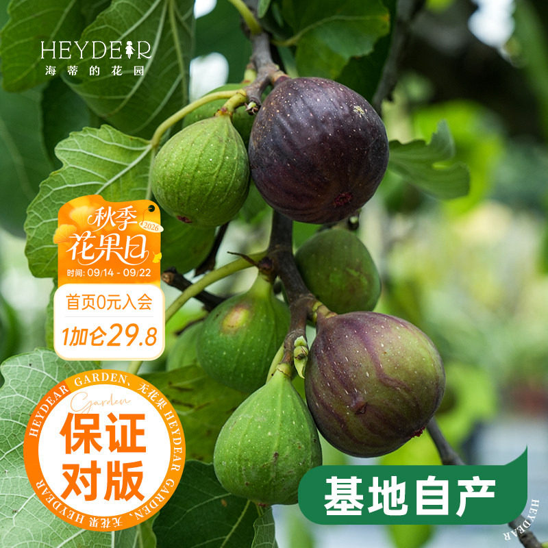 海蒂的花园水果树苗无花果图片