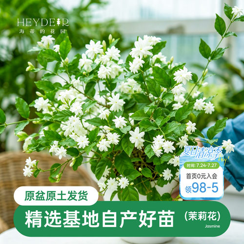 海蒂茉莉花阳台室内盆栽苗