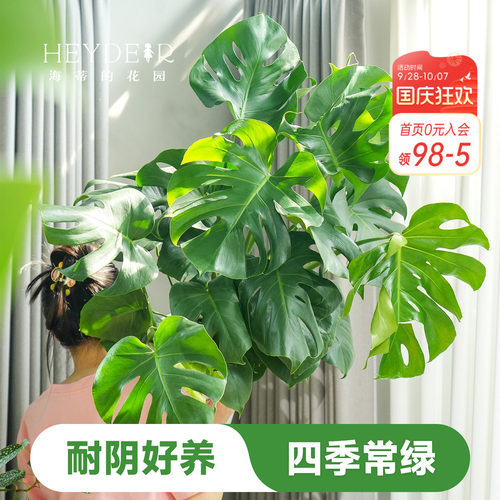 海蒂的花园龟背竹盆栽洒金室内水培绿植观叶植物海妈推荐成都总店