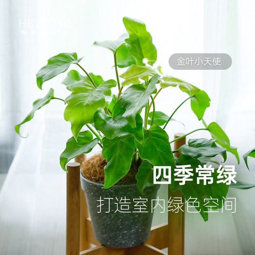 蔓绿绒客厅书房书桌室内观叶绿植