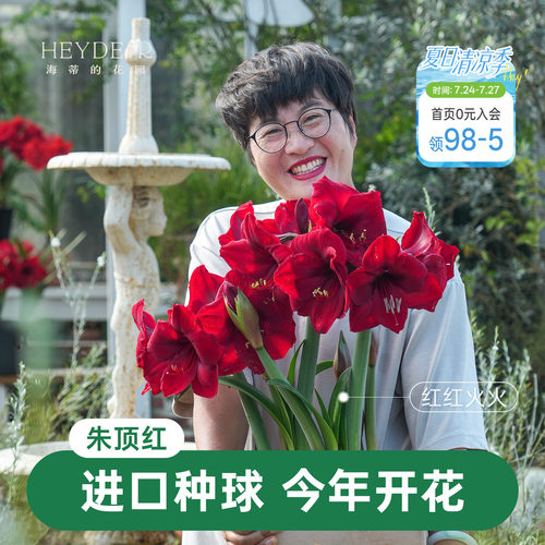 【小红书10万人种草】进口朱顶红