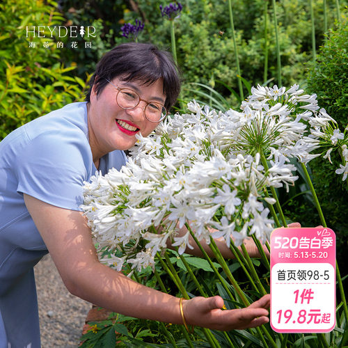 海蒂百子莲庭院耐热植物花卉