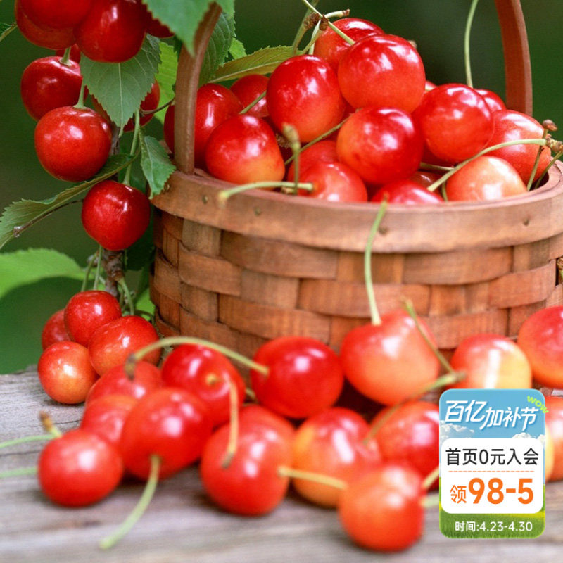 海蒂的花园樱桃树苗盆栽果树地栽庭院阳台绿植好养易结果海妈推荐