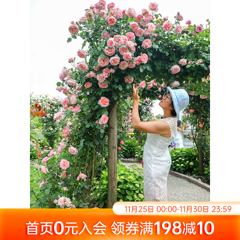 海蒂的花园月季花苗舍农索城堡的女人们玫瑰欧月爬藤植物花卉盆栽