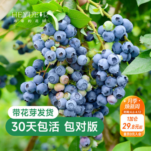 带花苞今年收果盆栽苗