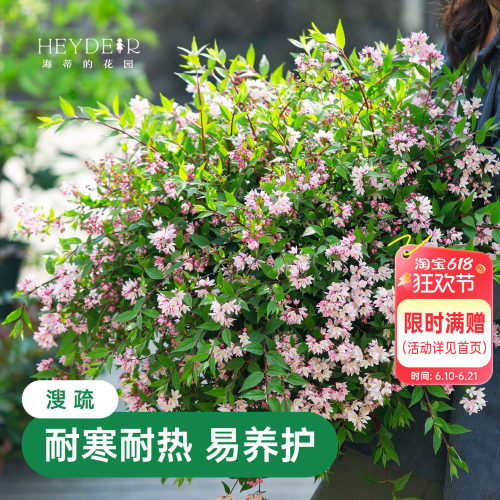 春天花瀑布溲疏海蒂的花园灌木