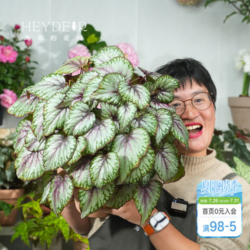 海蒂的花园秋海棠盆栽竹节海棠阳台室外室内客厅桌面绿植观叶植物