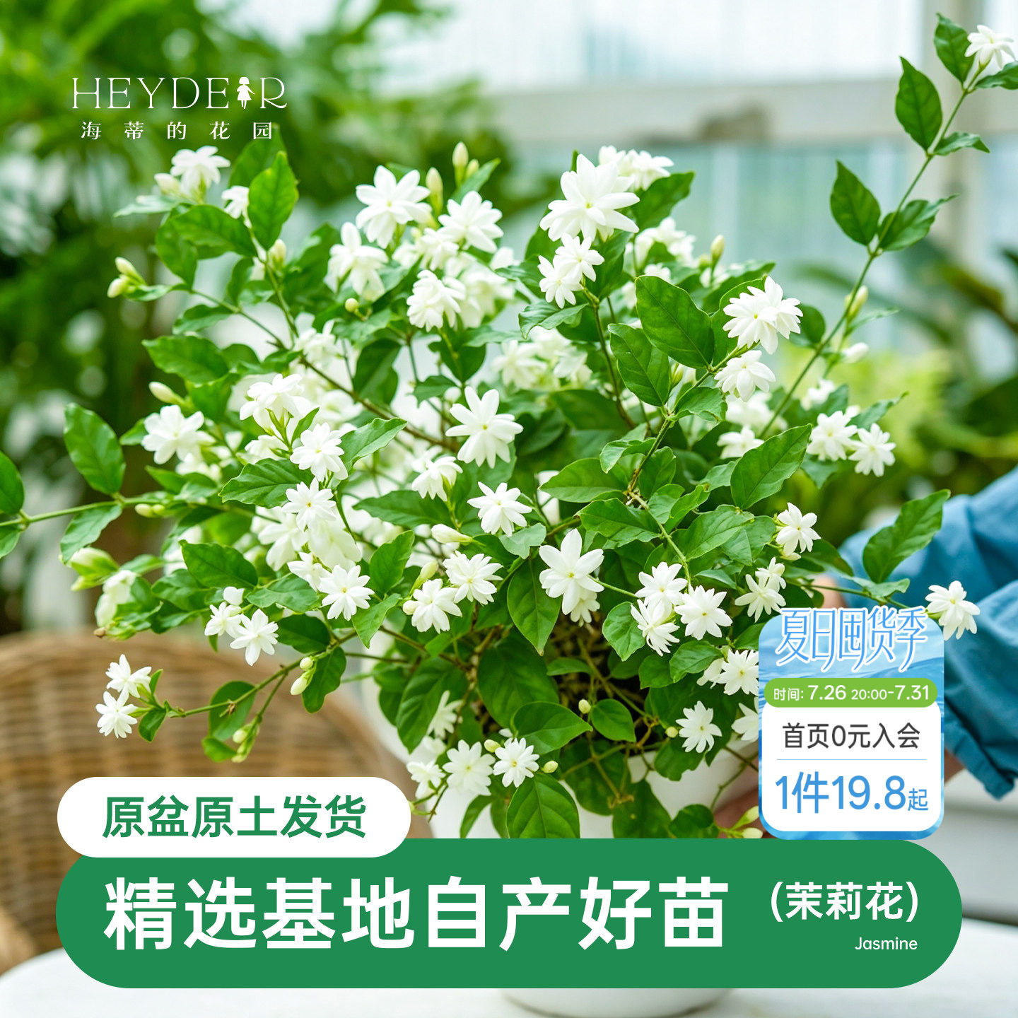 海蒂的花园茉莉花苗盆栽树苗浓香切花阳台植物常绿好养木本开花卉 - 实物图