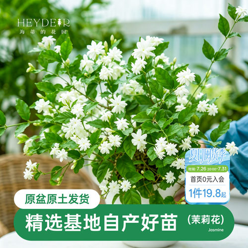 海蒂茉莉花阳台室内盆栽苗