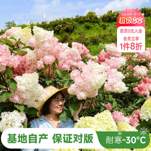 海妈北方耐寒耐旱植物花卉盆栽