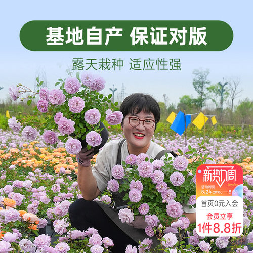 海蒂的花园月季花苗盆栽小苗爬藤玫瑰果汁阳台地栽花苗