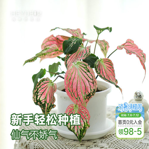 海蒂的花园 彩叶芋盆栽苗粉色飞溅白色恋人桌面观叶植物室内绿植