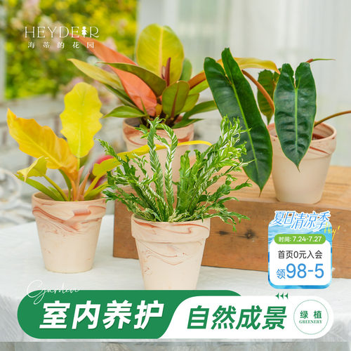 海蒂的花园蔓绿绒室内绿植带陶盆