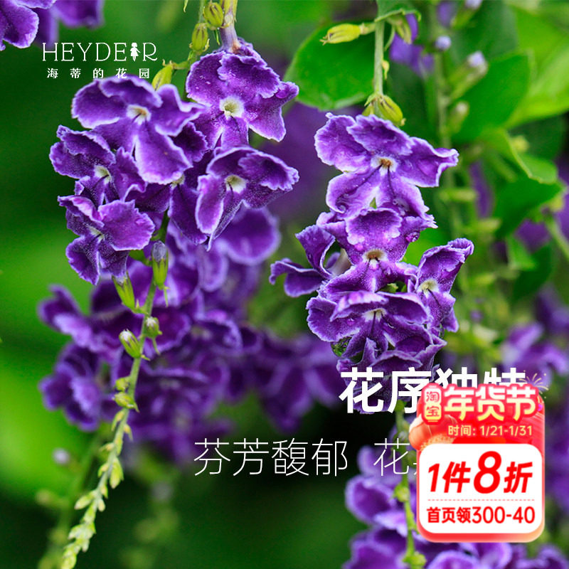 海蒂的花园 紫色巧克力金露花假连翘常绿花灌木庭院花卉植物盆栽,鲜花速递/花卉仿真/绿植园艺,观叶 /花灌木,淘宝优惠券,粉丝福利购,淘宝优惠卷