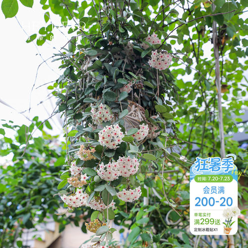 【小红书10万人种草】球兰好养