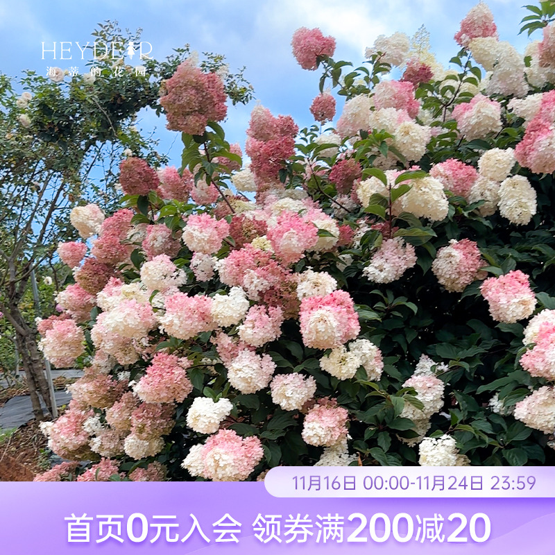 海蒂的花园圆锥绣球香草草莓耐晒耐寒绣球花庭院树苗植物花卉盆栽