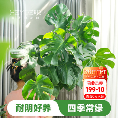 海蒂的花园龟背竹盆栽