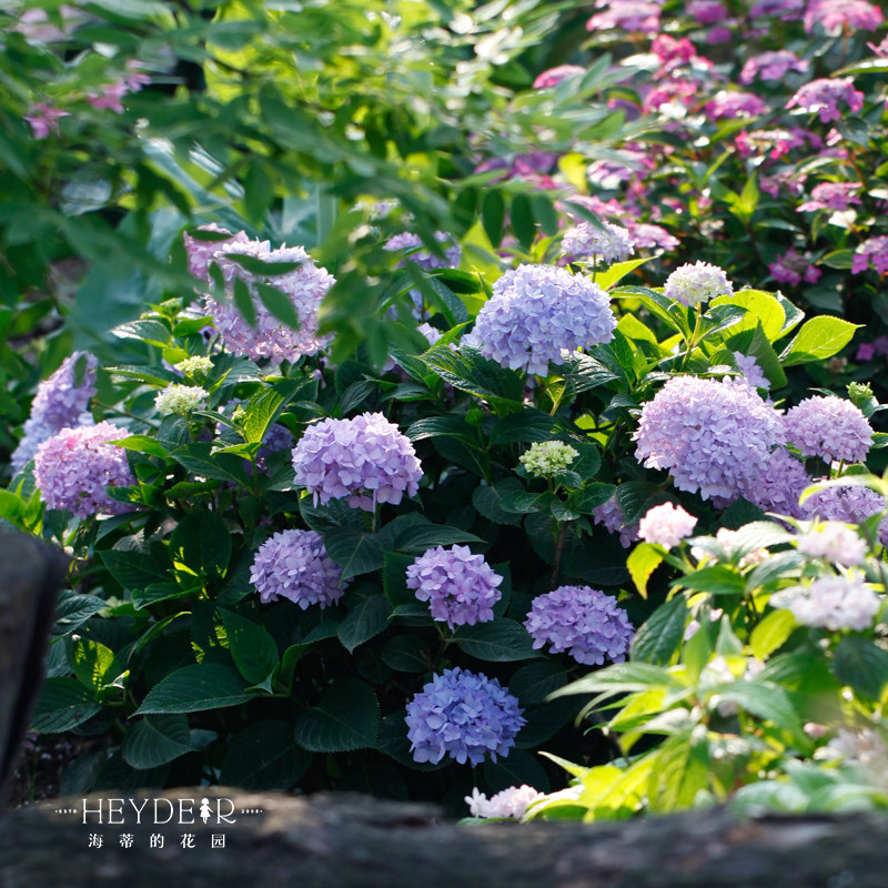 网友分享在meiguo.com的图片