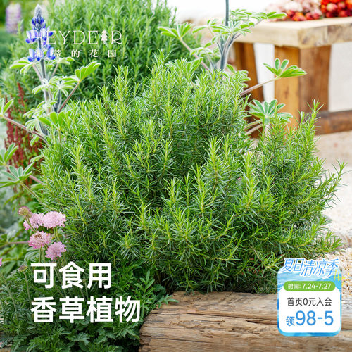 庭院花园迷迭香香草植物
