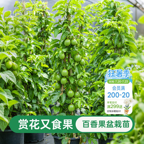 海蒂的花园百香果果苗观花观果