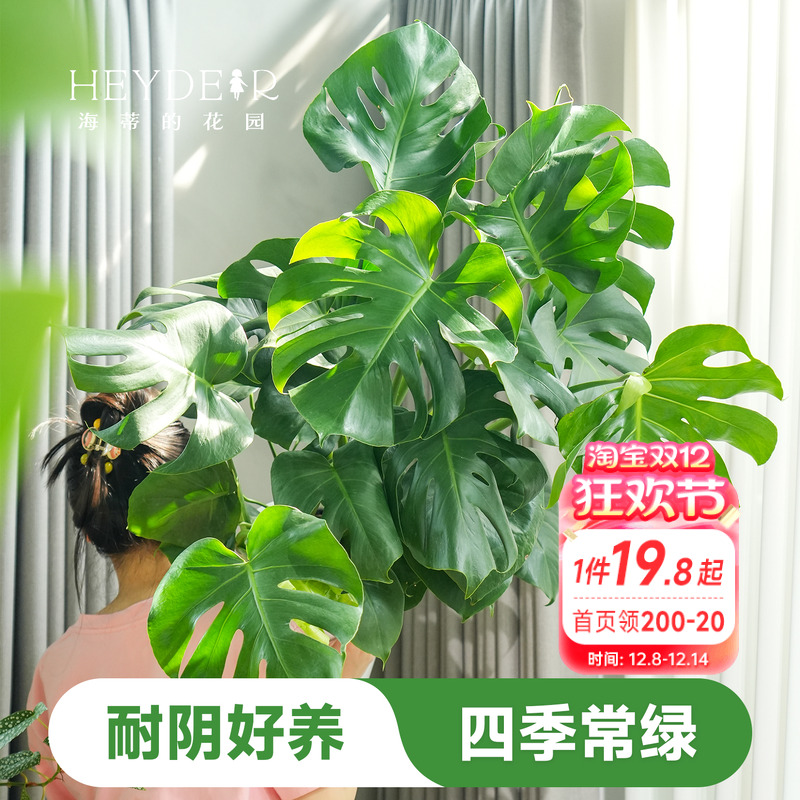 海蒂的花园龟背竹盆栽