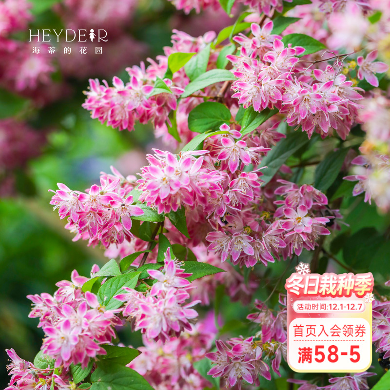 春天花瀑布溲疏海蒂的花园灌木