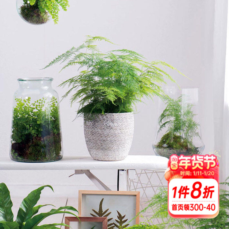 海蒂的花园 文竹 室内绿植办公室桌面常青盆景观叶净化空气盆栽,鲜花速递/花卉仿真/绿植园艺,绿植,淘宝优惠券,粉丝福利购,淘宝优惠卷