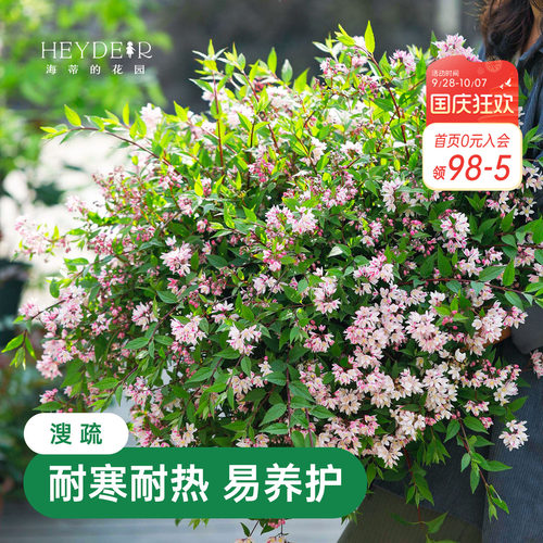 春天花瀑布溲疏海蒂的花园灌木
